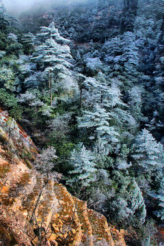 黄山雪淞