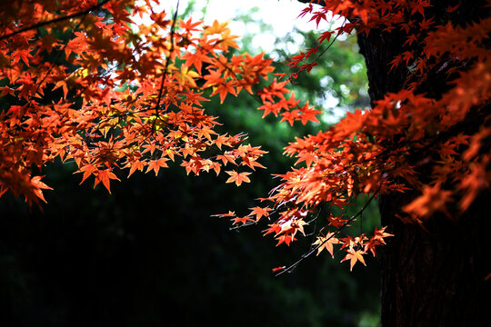 枫树枫叶唯美高清