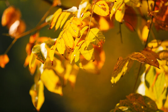 金色树叶背景