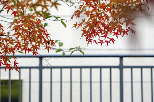 白墙栏杆与红枫树叶