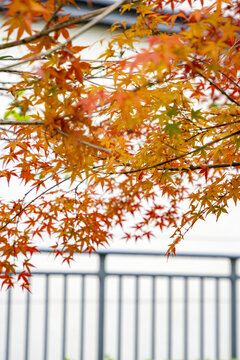 白墙栏杆与红枫树叶