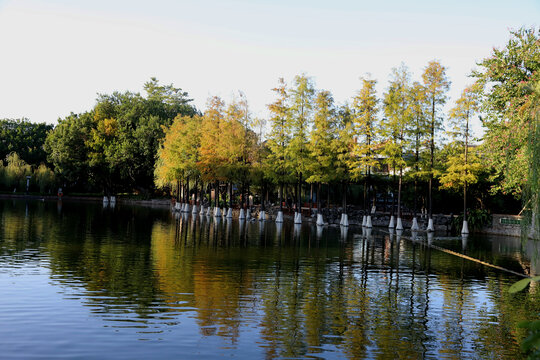 湖边水杉