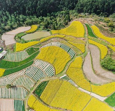 航拍四川乡村油菜花盛开