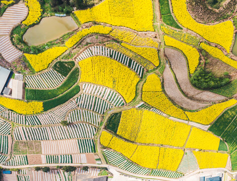 航拍四川乡村油菜花盛开