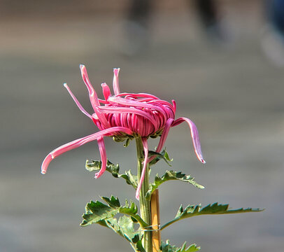 粉色菊花