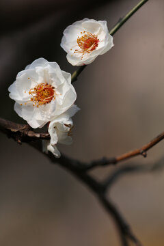 白梅花