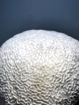 精巧扁脑珊瑚