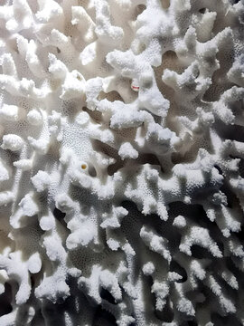 伞房鹿角珊瑚