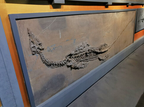 史前动物化石
