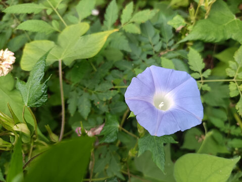 牵牛花