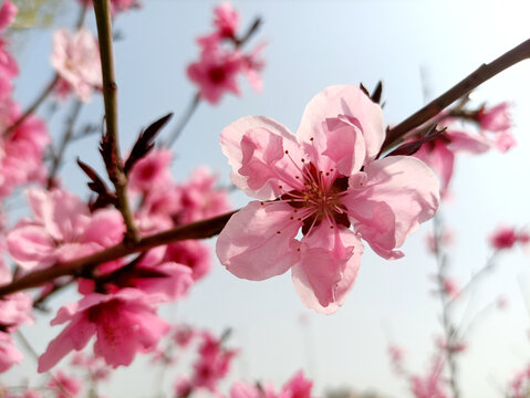 桃花