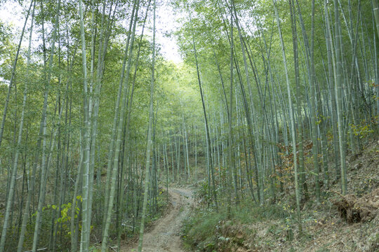 水墨竹子背景