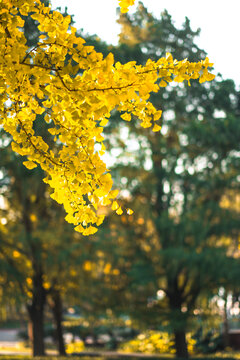 金色的银杏树林