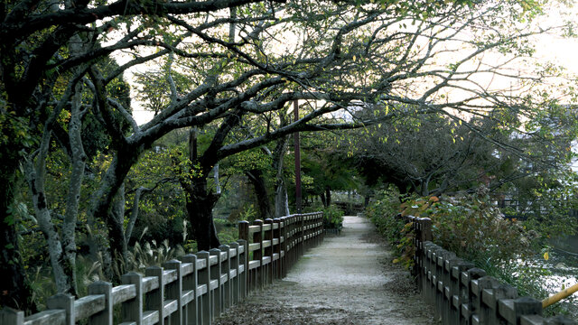 林间步道