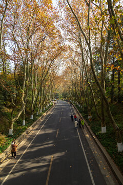 南京梧桐大道