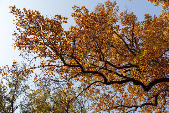 秋天里的大树