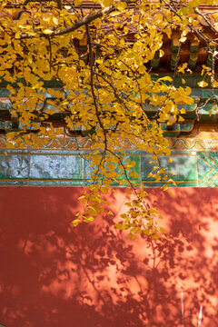 秋天的明孝陵景区