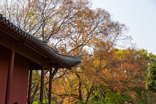 秋天的明孝陵景区