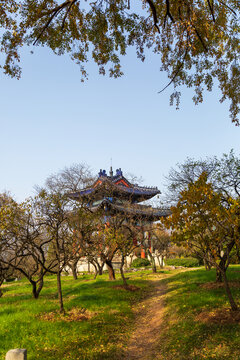 秋天的明孝陵景区