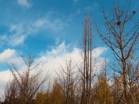 天空与树木