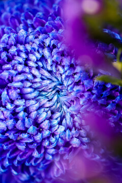 蓝紫色花卉