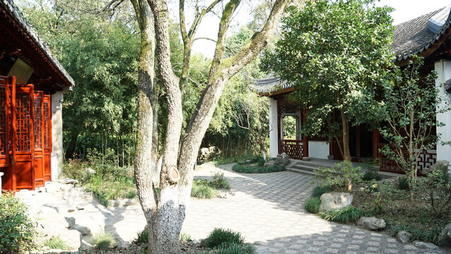 桂花树
