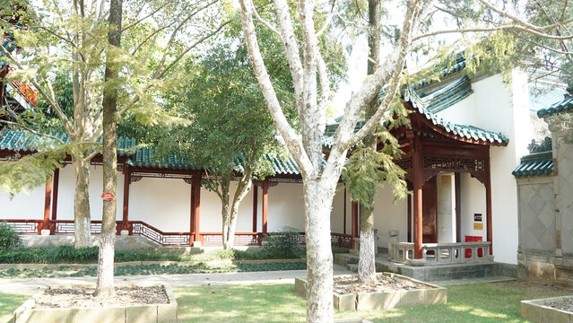 桂花树