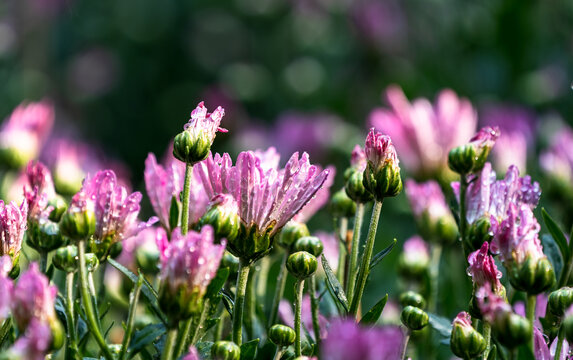 秋菊