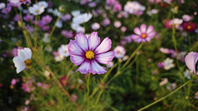 格桑花