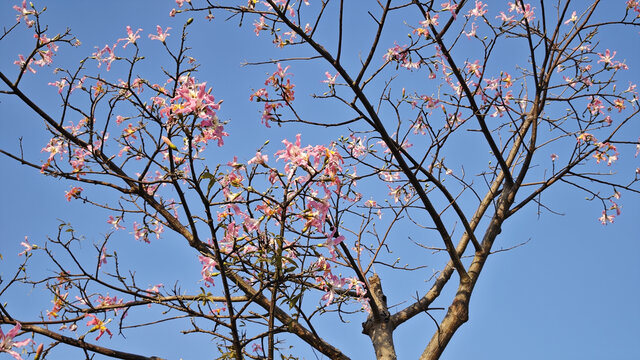 异木棉花