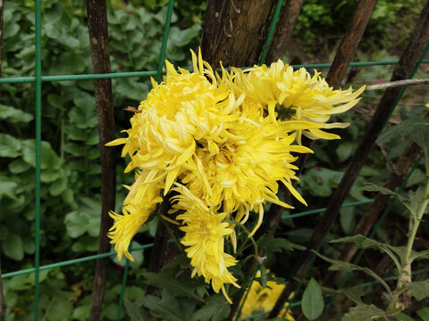 菊花