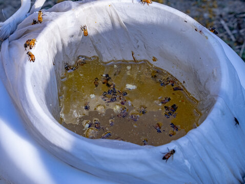 蜂蜜采集之过滤