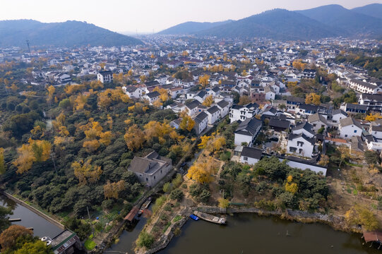 苏州西山岛秋季银杏黄