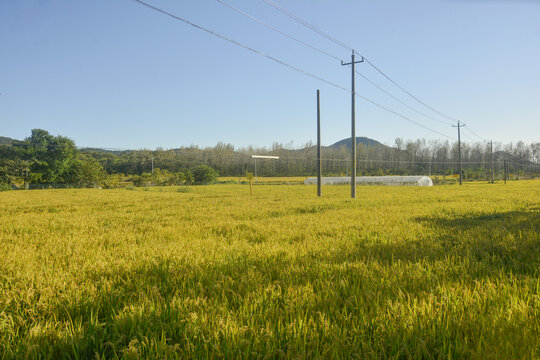 山村稻田丰收季