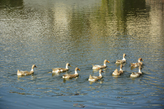 乡村池塘放养的鸭子