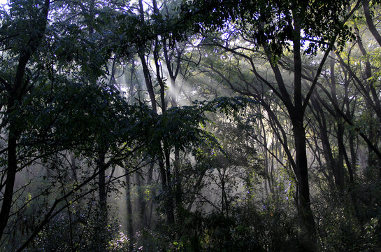 晨曦中的树林