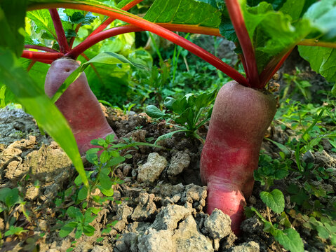 地里红萝卜种植