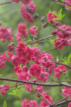 红碧桃花枝