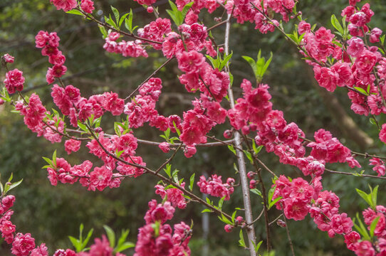 千叶桃花花枝花朵