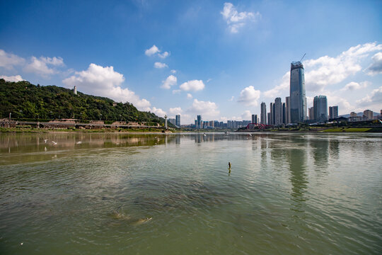 合江门海鸥与野生鱼