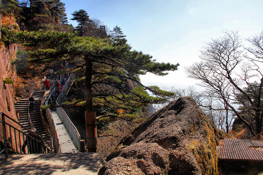 黄山松树