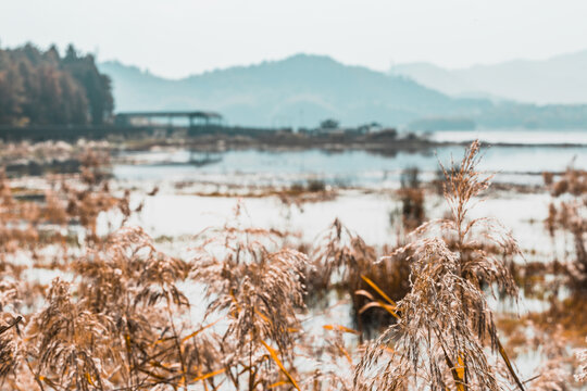 杭州青山湖水上森林公园