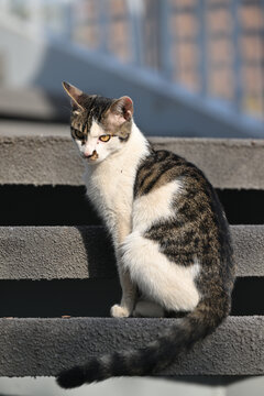 野生的流浪猫