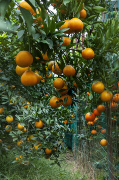 果园里的柑橘红了