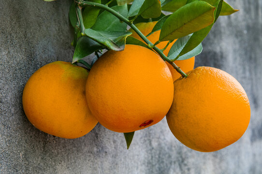 院墙里的柑橘