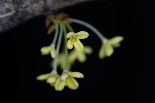 微小的桂花微距特写