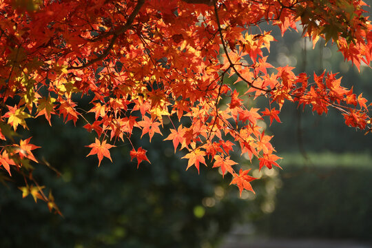 红叶与秋天