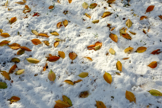 雪地上的树叶