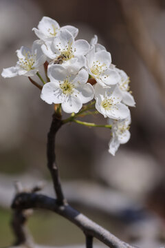 莱阳梨树花开