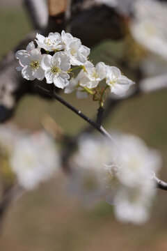 莱阳梨花